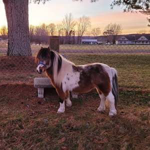 Meet your Posher, Regina